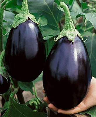 ACCELCROP F1 Hybrid Brinjal Round Seed(25 per packet)