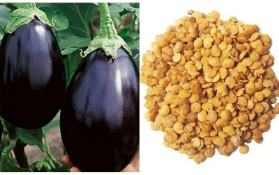 ACCELCROP Black (ROUND) Brinjal Vegetable -Hybrid Seeds For Kitchen Gardening Seed(225 per packet)