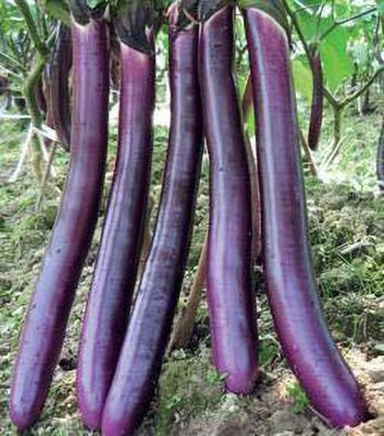 MKR Enterprises Brinjal Seed(100 per packet)