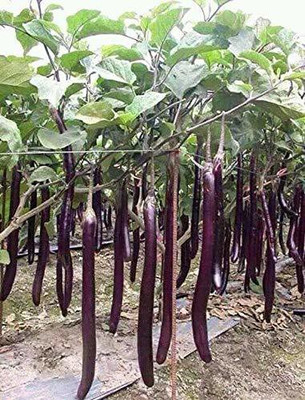 MKR Enterprises Bengan Seed(100 per packet)