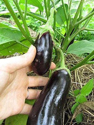 MKR Enterprises Bengan Seed(100 per packet)