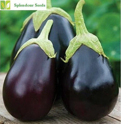 MKR Enterprises Bengan Seed(100 per packet)