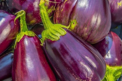 CYBEXIS TLX-58 - Brinjal for Kitchen Gardening - (1350 Seeds) Seed(1350 per packet)