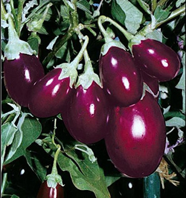 CYBEXIS NBIR-42 - Brinjal Small Chu Chu - (450 Seeds) Seed(450 per packet)