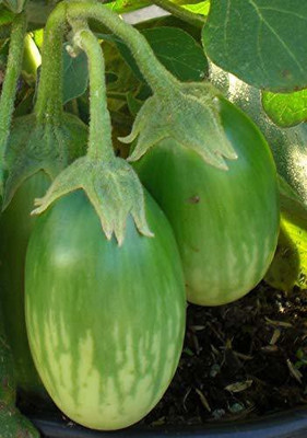 CYBEXIS TLX-75 - High Yield Hybrid Rare Brinjal Oval Green - (1350 Seeds) Seed(1350 per packet)