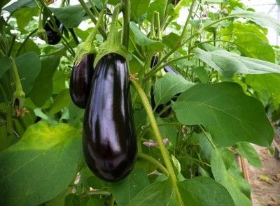 golden hills farm High Yield siliguri long brinjal cluster Brinjal Seed(750 per packet)