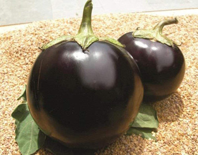CYBEXIS PUAS-94 - Black round brinjal - (1350 Seeds) Seed(1350 per packet)