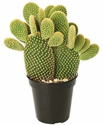 My Dream Nursery Bunny Ear Cactus(Hybrid, Pack of 1)