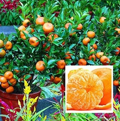 ROYAL NURSERY Orange Plant(Hybrid, Pack of 1)