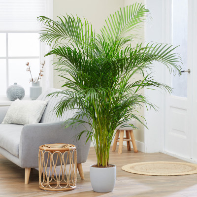 Aquinnah Areca Palm(Hybrid, Pack of 1)