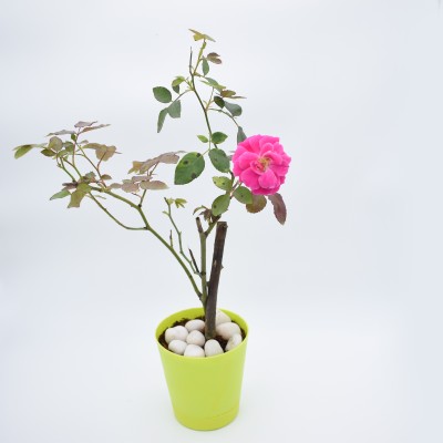 UmeshNursery Rose Plant(Hybrid, Pack of 1)