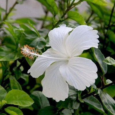 PB honey priya plant Hibiscus Plant(Hybrid, Pack of 1)