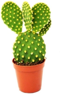 My Dream Nursery Bunny Ear Cactus(Hybrid, Pack of 1)