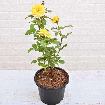 AJAY Yellow Rose Artificial Flower  with Pot(8 inch, Pack of 1, Single Flower)