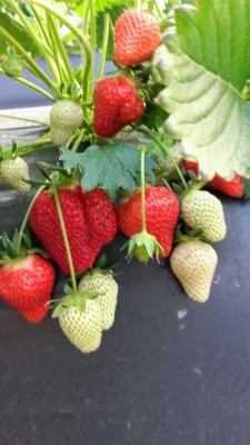 Rainbow Garden Strawberry Plant(Pack of 1)