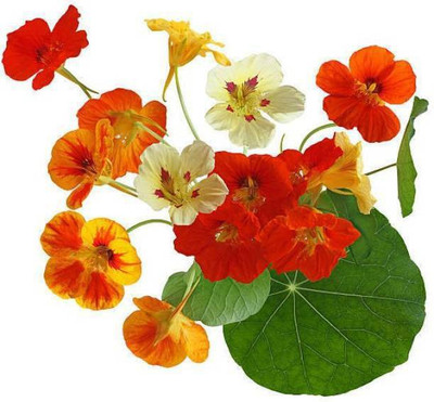 MAA Nasturtium Seed(33 per packet)