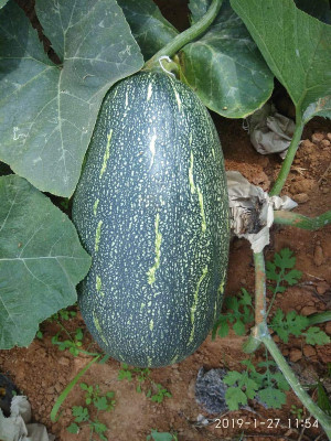 EVY Pumpkin Seeds Seed(100 per packet)