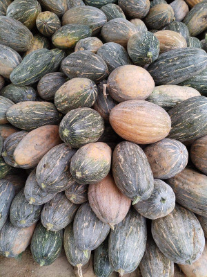 EVY Pumpkin Seeds Seed(100 per packet)