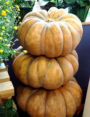 EVY Pumpkin Seeds Seed(100 per packet)