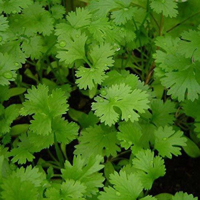 PRERAJ Coriander | Dhaniya Seeds | Sabut Dhania Seed(100 per packet)