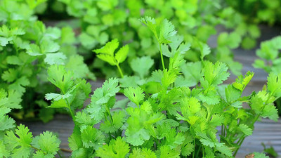 EVY Coriander Green Seed(100 per packet)