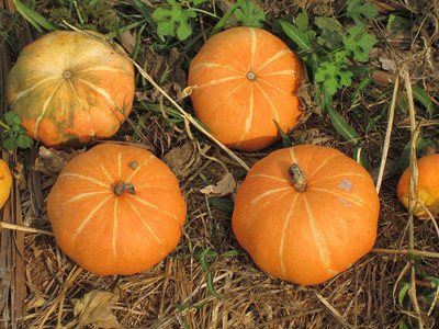 EVY Pumpkin Seeds Seed(100 per packet)