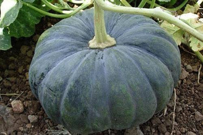 CYBEXIS GBPUT-61 - Hybrid Pumpkin - (100 Seeds) Seed(100 per packet)