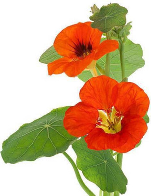 MAA Nasturtium Seed(51 per packet)