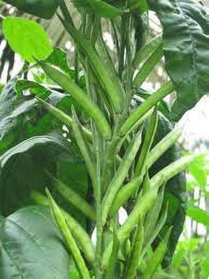Aywal GwarFali Seed(450 per packet)