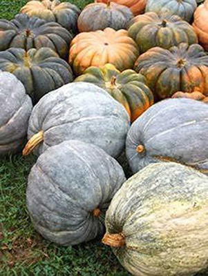 VibeX ® XLR-47 Rare Imported ' 50Kg Yields Huge Hybrid Pumpkin Seed(50 per packet)