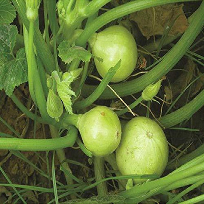 CYBEXIS LXI-5 - Organic Desi Pumpkin - (100 Seeds) Seed(100 per packet)