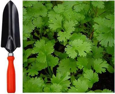 EVY Coriander Green Seed(100 per packet)