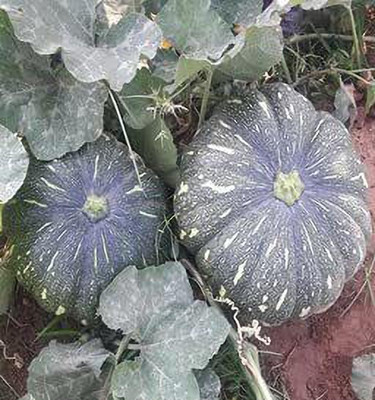 Aywal Pumpkin Mix Giant Heirloom Seed(100 per packet)