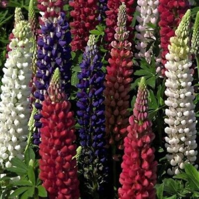 Chalisa Lupin, Lupine Seed(34 per packet)