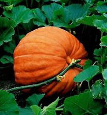 EVY Pumpkin Seeds Seed(100 per packet)