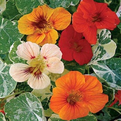 MAA Nasturtium Seed(21 per packet)