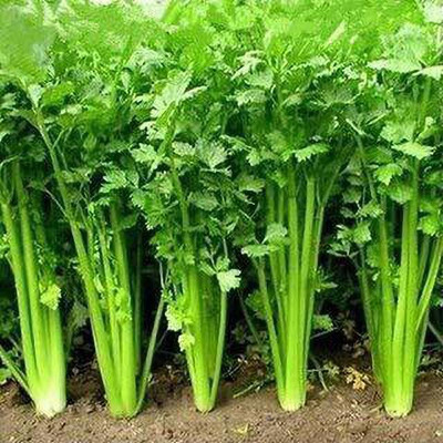 TRICONE Dhaniya Seed(100 per packet)