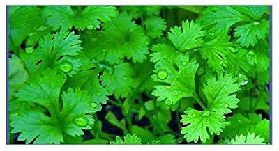 EVY Coriander Green Seed(100 per packet)