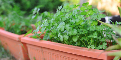 Aywal Sawtoothfitweed Mexican Coriander Seed(2000 per packet)