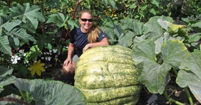 VibeX ® XXL-15 Big Giant Pumpkin Seeds Seed(50 per packet)