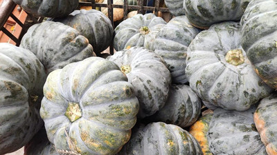 EVY Pumpkin Seeds Seed(100 per packet)
