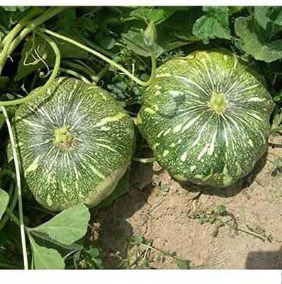 Aywal Pumpkin Mix Giant Heirloom Seed(24 per packet)