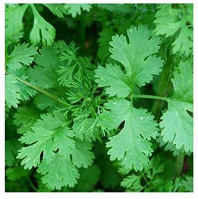 EVY Coriander Green Seed(100 per packet)