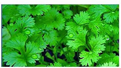EVY Coriander Green Seed(100 per packet)
