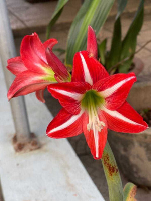 SIDDHI VINAYAK GALLERY Amaryllis Hippeastrum Lilly Flower Bulbs Double red For Home Garden Seed(1 per packet)
