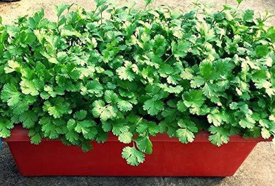 Aywal Hybrid Seeds Coriander Seed(2500 per packet)
