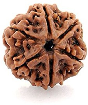 Durga gems 6 Mukhi Rudraksha Original Nepali | Six Face Rudraksha Wood Pendant