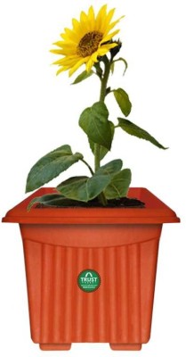 TrustBasket Plant Container Set(Pack of 12, Plastic)