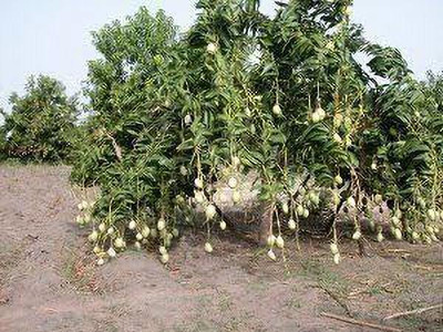 Ukanda Mango Plant(Hybrid, Pack of 1)