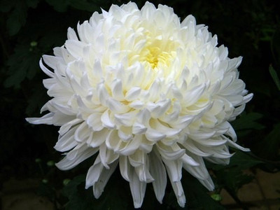 Paudha Exotic Chrysanthemum White Seed(82 per packet)